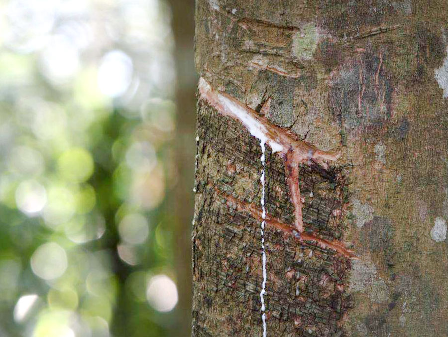 Thai natural rubber cut trees at a high price?